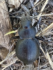 Calosoma luxatum