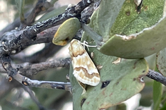 Pseudoschinia elautalis