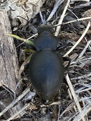 Calosoma luxatum