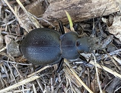 Calosoma luxatum