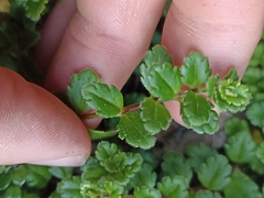 Veronica hookeriana