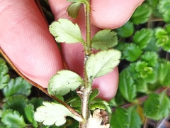 Veronica hookeriana