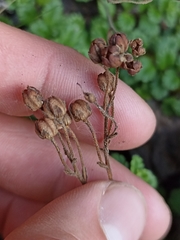 Veronica hookeriana