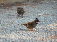 Zonotrichia capensis