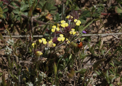 iNaturalist observation photo of butter-and-eggs