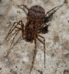 Scytodes thoracica