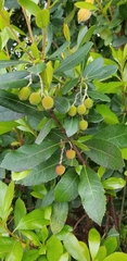 Arbutus unedo