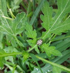 Zygogramma bicolorata