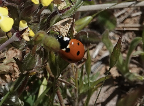 iNaturalist observation photo of Seven-spotted Lady Beetle
