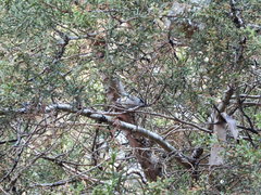 Psaltriparus minimus