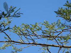 Vachellia pennatula
