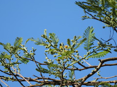 Vachellia pennatula