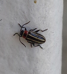 Disonycha pensylvanica