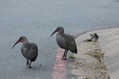 Bostrychia hagedash hagedash