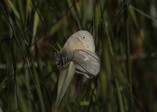iNaturalist observation photo of Common Ringlet