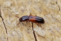 Corticeus
