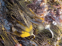 Laminaria pallida