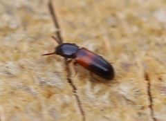 Corticeus