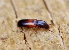 Corticeus