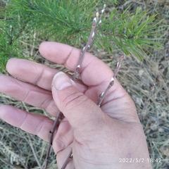 Salix