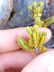Pimelea microphylla