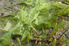 Ulva rigida