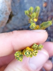 Pimelea microphylla