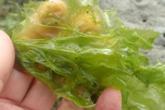 Ulva rigida