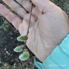 Salix caprea
