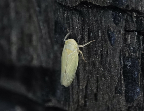 iNaturalist observation photo of Thamnotettix zelleri