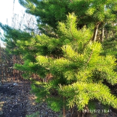 Pinus sylvestris