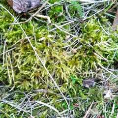 Brachythecium rutabulum