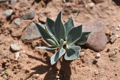 Asclepias ruthiae