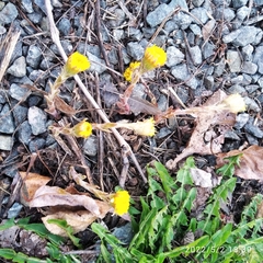 Tussilago farfara