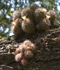 Mammillaria prolifera