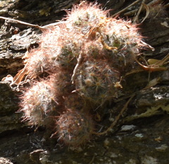 Mammillaria prolifera