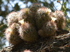 Mammillaria prolifera
