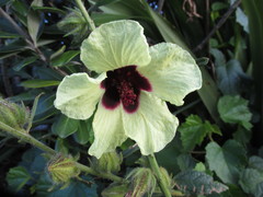 Hibiscus diversifolius diversifolius