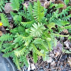 Tanacetum vulgare