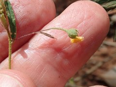 Sida trichopoda