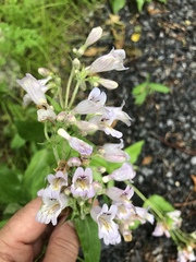 Penstemon canescens