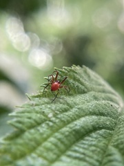 Thymoites unimaculatus