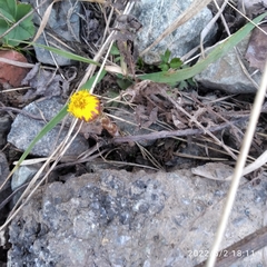 Tussilago farfara