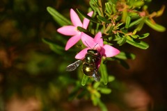 Xylocopa aerata