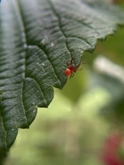Thymoites unimaculatus