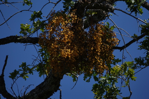 iNaturalist observation photo of leafy mistletoes