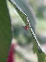 Thymoites unimaculatus