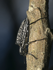 Homocyrtus bonni