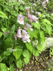 Penstemon canescens