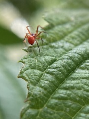 Thymoites unimaculatus